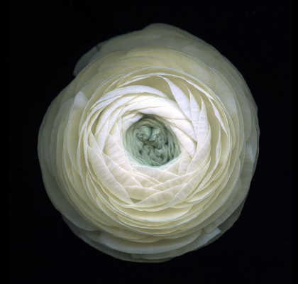 bud